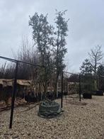 Quercus suber 500/550, Tuin en Terras, Overige soorten, Lente, 400 cm of meer, Ophalen