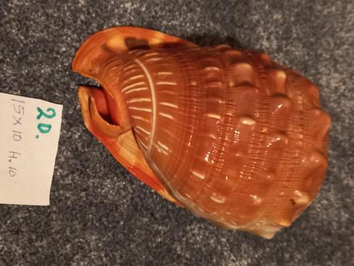 Hele Mooie Schelp. 15 x 10 cm. hoog 10 cm. div. kleuren, Verzamelen, Mineralen en Fossielen, Schelp(en), Ophalen