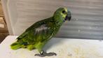 Blauwvoorhoofd Amazone Baby pop 2025, Dieren en Toebehoren, Vogels | Parkieten en Papegaaien, Vrouwelijk, Papegaai, Pratend