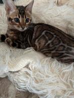 Prachtige bengaalse  kittens met stamboom, Dieren en Toebehoren, Katten en Kittens | Raskatten | Korthaar, Meerdere dieren, Gechipt