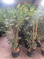 Laurier Prunus Novita 175 cm hoog nu euro 20,-., Ophalen of Verzenden, Laurier, Struik, 100 tot 250 cm