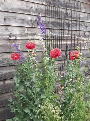 Te koop: zaden 1-, 2-jarigen en vaste planten beschikbaar voor biedingen