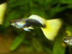 bleublond delta guppen, Vis