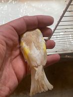 Xxxl Majoor putter 2025, Vrouwelijk, Wildzangvogel