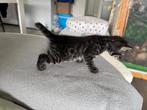 Lief zwart poesje – half Bengaal 🐯 – geboren 10 mei, Dieren en Toebehoren, Katten en Kittens | Raskatten | Korthaar, Poes, Ontwormd