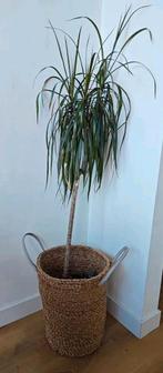 Decoratieve rotan mand, 50cm, Huis en Inrichting, Ophalen, In pot