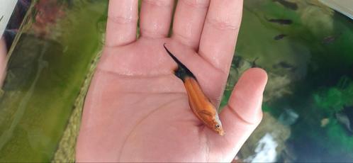 Aquarium vissen, Dieren en Toebehoren, Vissen | Aquariumvissen, Vis