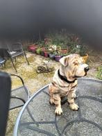 Beeld van een Sharpei, Ophalen of Verzenden, Nieuw, Dier