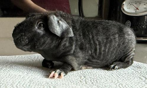 Skinny beer, Dieren en Toebehoren, Knaagdieren, Mannelijk, Cavia, Juni, Tam