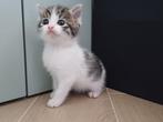 Nog 2 prachtige kittens beschikbaar!, Dieren en Toebehoren, Katten en Kittens | Raskatten | Korthaar, Meerdere dieren, Ontwormd