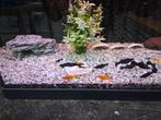 Gratis Black en Orange Molly, Vis, Zoetwatervis