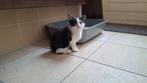 Goed huisje gezocht voor poes met kitten, Dieren en Toebehoren, Katten en Kittens | Raskatten | Korthaar, Poes