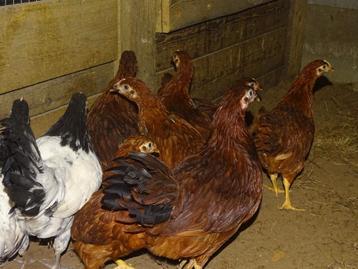 Rhode island red hennen van 4 maanden beschikbaar voor biedingen