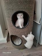 Brits korthaar, Dieren en Toebehoren, Katten en Kittens | Overige Katten, Poes, 0 tot 2 jaar