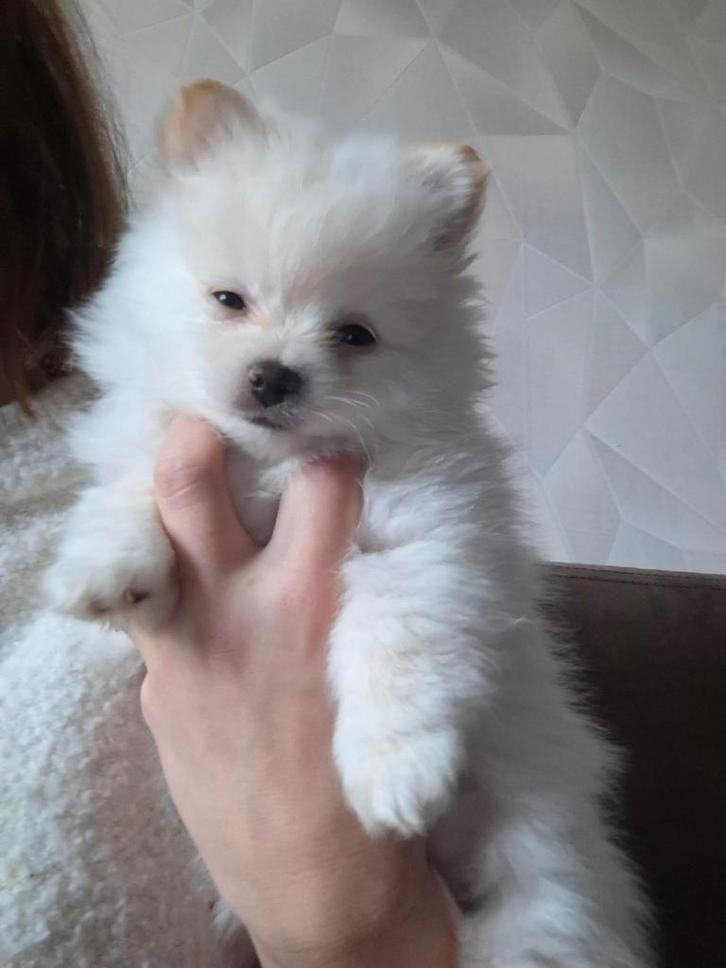 Pomchi, Dieren en Toebehoren, Honden | Chihuahua's en Gezelschapshonden, Meerdere dieren, Overige rassen, Particulier, Meerdere