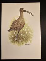 Wulp, Verzenden, 1980 tot heden, Zo goed als nieuw, Dier