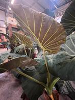 Alocasia Regal Shield XXL, Ophalen, 100 tot 150 cm, Overige soorten, Halfschaduw