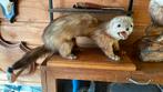 Opgezette dieren taxidermy mancave, Verzamelen, Dierenverzamelingen, Wild dier, Opgezet dier, Ophalen of Verzenden, Zo goed als nieuw