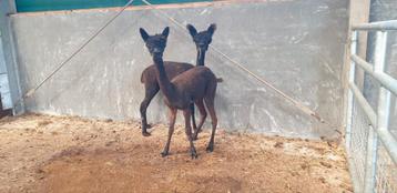 Jonge alpaca hengsten beschikbaar voor biedingen