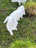 Lieve hangoorkonijntjes van hobby fokker, Dieren en Toebehoren, Konijnen, Meerdere dieren, Dwerg, Hangoor, 0 tot 2 jaar