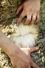 Schapen Wolmerino, Vrouwelijk, Schaap, 0 tot 2 jaar