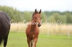 Merrieveulen van Drummer 2000 TN Z, Dieren en Toebehoren, Paarden, Merrie, Springpaard, 0 tot 2 jaar, Onbeleerd