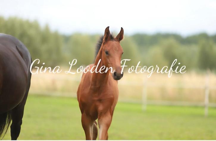 Merrieveulen van Drummer 2000 TN Z, Dieren en Toebehoren, Paarden, Merrie, Onbeleerd, 0 tot 2 jaar, Springpaard, Met stamboom