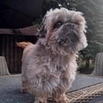 Shih tzu staat ter dekking Dekreu, Dieren en Toebehoren, Honden | Dekreuen, Reu, CDV (hondenziekte), Eén hond, 3 tot 5 jaar