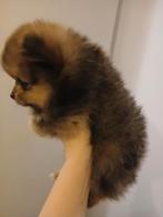 Purebred pomeranian puppies, Dieren en Toebehoren, Honden | Poolhonden, Keeshonden en Oertypen, Reu, 8 tot 15 weken, Meerdere