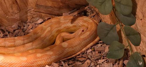 Koppel rattenslangen, Dieren en Toebehoren, Reptielen en Amfibieën, Slang