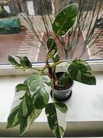 Philodendron white Princess, Huis en Inrichting, Kamerplanten, Overige soorten, Minder dan 100 cm, Ophalen of Verzenden, Halfschaduw