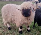 Mooie forse walliser dekram, Mannelijk, Schaap, 0 tot 2 jaar