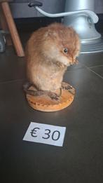 diverse opgezette dieren taxidermie anatomische modelen, Ophalen of Verzenden, Gebruikt, Opgezet dier
