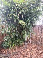 Bamboe, Tuin en Terras, Planten | Bomen, Overige soorten, Volle zon, 250 tot 400 cm, Bloeit niet