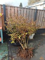 Lichtroze Sering, Overige soorten, Lente, Minder dan 100 cm, Ophalen