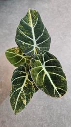 Alocasia Black Velvet Gold Variegata, Ophalen of Verzenden, Halfschaduw, Minder dan 100 cm