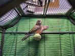 Twee jonge bourke / bourks parkieten (mannen), Dieren en Toebehoren, Mannelijk, Parkiet