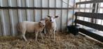 Mooie zware lammeren, Mannelijk, Schaap, 0 tot 2 jaar