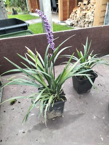 Sierlijke Blauwe Leliegras (Liriope muscari) beschikbaar voor biedingen
