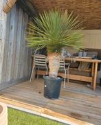 Yucca Rostrata  ! Winterhard, Volle zon, Vaste plant, Siergrassen, Ophalen of Verzenden