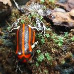 Ranitomeya sirensis 'Quimpichari red', Amfibie