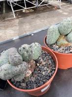 Cactus Tephrocactus Geometricus Cristaat uit Argentinie, Overige soorten, Ophalen of Verzenden, In pot, Minder dan 100 cm