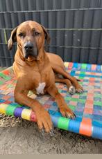 Hondenmand hondenstretcher hondenbed hondenkussen bench dog, Ophalen of Verzenden, Nieuw, Overige
