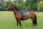 Mooie 3 jarige PRE merrie, Dieren en Toebehoren, Paarden, Merrie, Minder dan 160 cm, Gechipt, Dressuurpaard