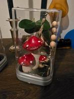 Klein spinnen /springspinnen terrarium, Dieren en Toebehoren, Spin of Schorpioen