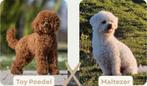 Liefdevolle Malti-poo teefjes – Maltezer x Toypoedel, Dieren en Toebehoren, Honden | Chihuahua's en Gezelschapshonden, Teef, Eén hond