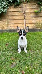 Honden, Dieren en Toebehoren, Honden | Chihuahua's en Gezelschapshonden, Rabiës (hondsdolheid), 8 tot 15 weken, Eén hond, Nederland