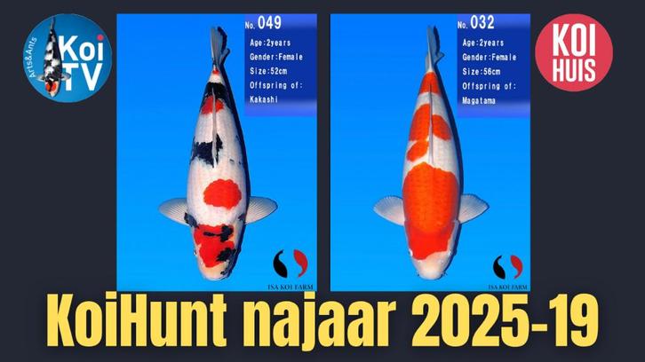 koi marusaka ooya isa, Dieren en Toebehoren, Vissen | Vijvervissen, Karper of Koi