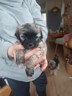 Pups te koop, Overige rassen, 8 tot 15 weken, Parvo, Meerdere