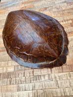 Uniek-Schild van oude Schildpad., Dieren en Toebehoren, Ophalen of Verzenden, Gebruikt